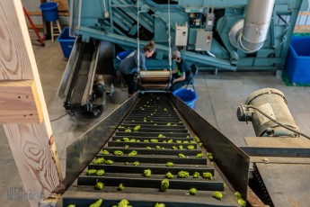 MrWizardHops-Harvest-2023-20