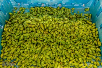 MrWizardHops-Harvest-2023-21
