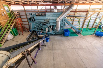 MrWizardHops-Harvest-2023-22