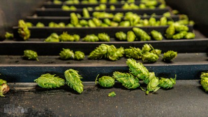 MrWizardHops-Harvest-2023-23