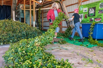 MrWizardHops-Harvest-2023-24