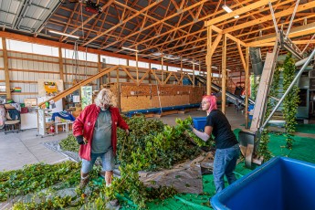 MrWizardHops-Harvest-2023-25