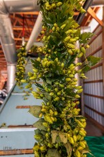 MrWizardHops-Harvest-2023-29