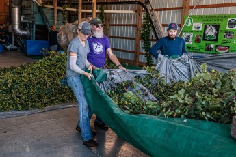 MrWizardHops-Harvest-2023-30