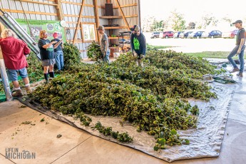 MrWizardHops-Harvest-2023-34