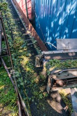 MrWizardHops-Harvest-2023-37