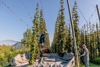 MrWizardHops-Harvest-2023-4