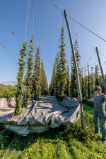 MrWizardHops-Harvest-2023-5