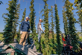 MrWizardHops-Harvest-2023-6