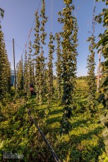 MrWizardHops-Harvest-2023-7