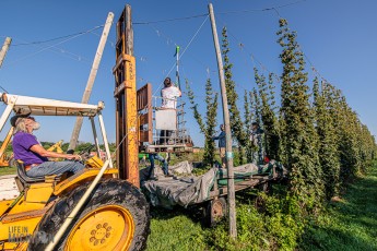 MrWizardHops-Harvest-2023-8