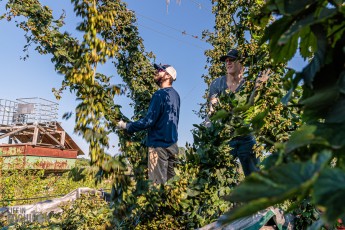 Mr Wizard Hops - Harvest - 2023