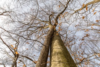 Nan Weston Nature Preserve