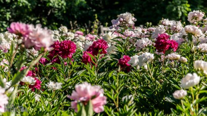 Nichols Arboretum - Peony Garden 2020