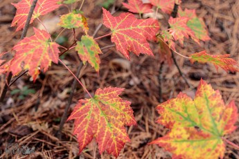 NorthernMichiganFallColors-Ishpeming-47