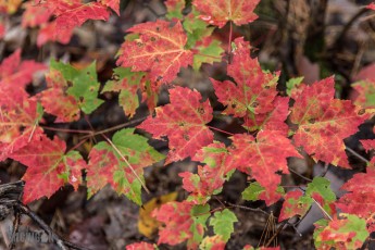 NorthernMichiganFallColors-Ishpeming-68