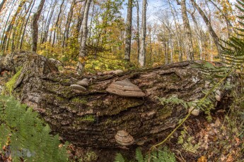 NorthernMichiganFallColors-Ontonagon-20