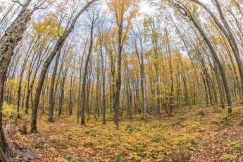 NorthernMichiganFallColors-Ontonagon-25