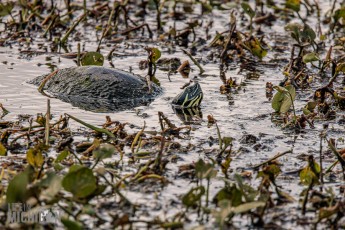 Orlando-Wetlands-Park-2023-10