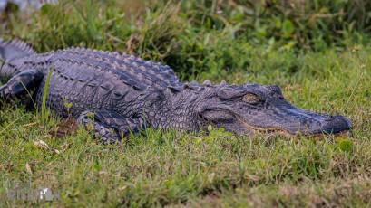 Orlando-Wetlands-Park-2023-11