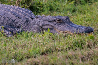 Orlando Wetlands Park 2023