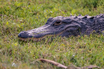 Orlando-Wetlands-Park-2023-13