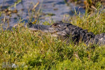 Orlando-Wetlands-Park-2023-14