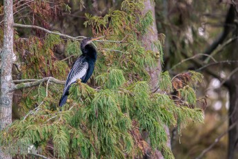 Orlando-Wetlands-Park-2023-15