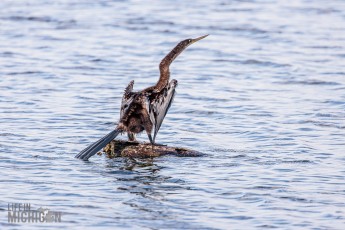 Orlando-Wetlands-Park-2023-17