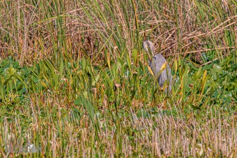 Orlando-Wetlands-Park-2023-21