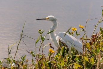 Orlando-Wetlands-Park-2023-22