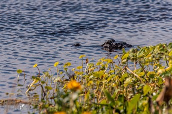 Orlando-Wetlands-Park-2023-24