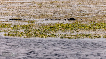 Orlando-Wetlands-Park-2023-25