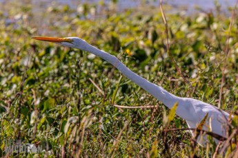 Orlando-Wetlands-Park-2023-26