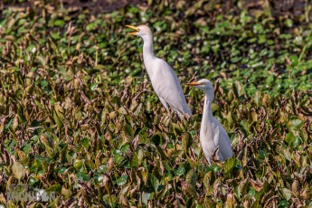 Orlando-Wetlands-Park-2023-28
