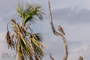 Orlando-Wetlands-Park-2023-29
