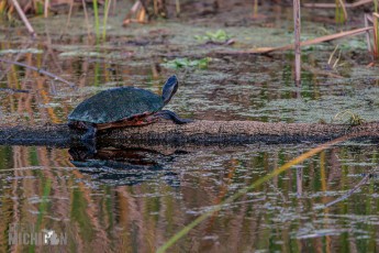 Orlando-Wetlands-Park-2023-3