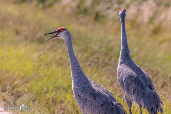 Orlando-Wetlands-Park-2023-32