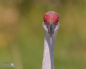 Orlando-Wetlands-Park-2023-33