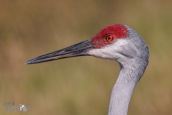Orlando-Wetlands-Park-2023-35