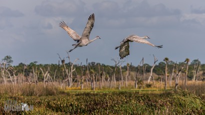 Orlando-Wetlands-Park-2023-37