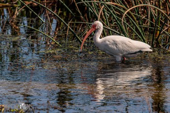 Orlando-Wetlands-Park-2023-39