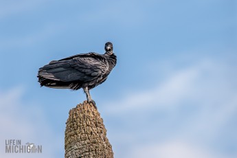 Orlando-Wetlands-Park-2023-4