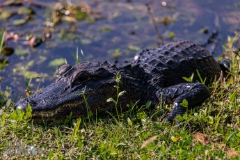 Orlando-Wetlands-Park-2023-41