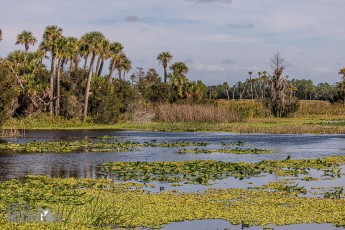 Orlando-Wetlands-Park-2023-42