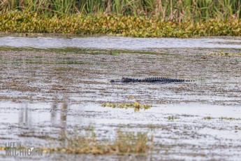 Orlando-Wetlands-Park-2023-5