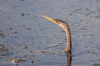 Orlando-Wetlands-Park-2023-6