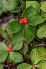 Pictured Rocks - Chapel Falls to Mosquito Falls hike