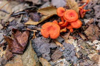 Pictured Rocks - Chapel Falls to Mosquito Falls hike