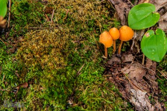 Pictured Rocks - Chapel Falls to Mosquito Falls hike
